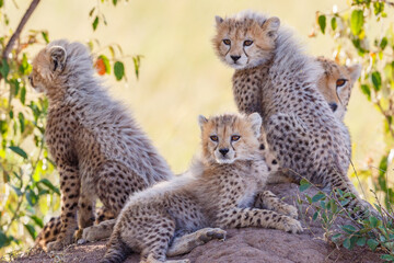 Curious cheetah cubs in the bush shadows