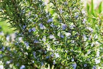 Rosmarin im Garten am blühen, kleine lila Bllumen