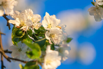 beautiful tree an Apple tree in flower on the green grass with the sun and blue sky