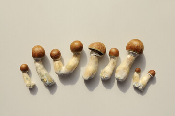Psilocybe Cubensis raw mushrooms isolated on white background. Psilocybin psychedelic magic...