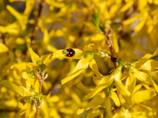 Czarna Biedronka Natura ,  Black Ladybug © Mateusz