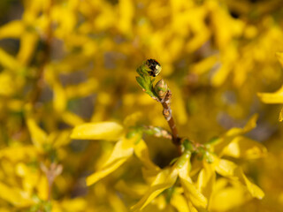 Czarna Biedronka Natura ,  Black Ladybug © Mateusz