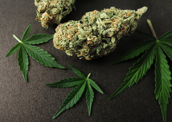 CBD concept. Fresh marijuana leaves and buds on black background. Cannabis flowers isolated...