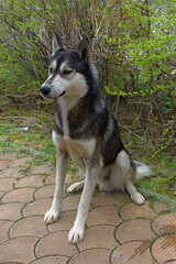 young husky posing for a photo shoot