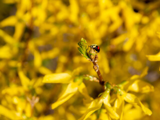 Czarna Biedronka Natura ,  Black Ladybug © Mateusz