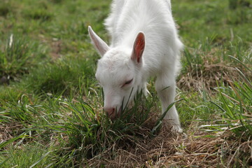 white goats on a farm