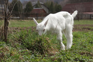 Naklejka na ściany i meble white goats on a farm