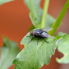 House Fly on Leaf Close Up