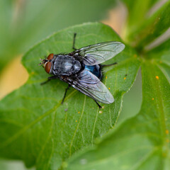 House Fly on Leaf Close Up