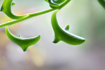 String of dolphins (Senecio peregrinus) succulent © Danny