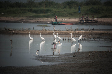 A bird walks in a marsh where the water is about to dry up at Bang Phra Reservoir, Chonburi Province, Thailand.