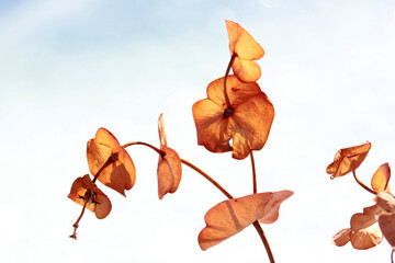 Spurge flowers (Euphorbia Amygdaloides). Dried milkweed