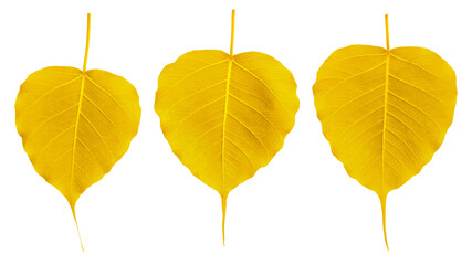 Gold bodhi leaves on a white background.