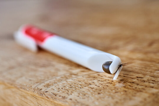 Eine Zecke wurde mit einer Zeckenzange von einem Hund entfernt. 