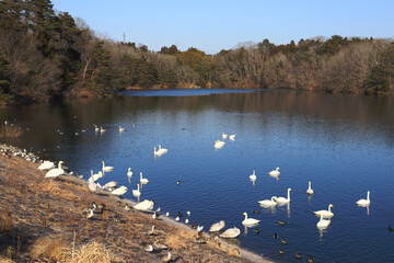 加瀬沼公園のハクチョウなどの渡り鳥　（宮城県利府町）