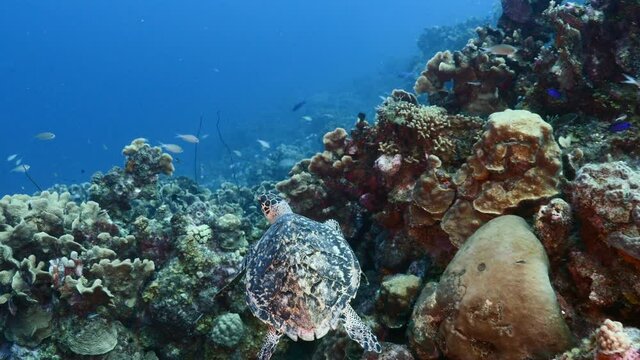 Hawksbill Sea Turtle in coral reef of Caribbean Sea, Curacao