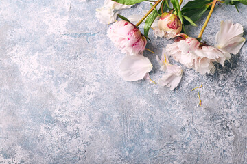 Beautiful Pink peonies flowers on blue background