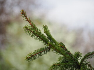 branch of a pine