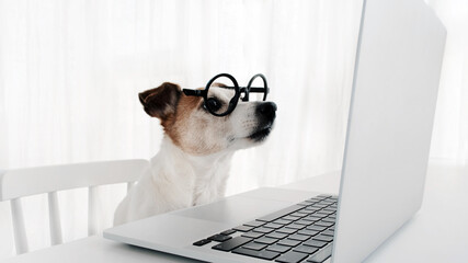 Dog in round glasses looks at laptop screen. Jack russell terrier working on computer white background