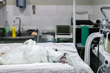 Domestic animal on an operating room table, anesthetized and asleep for surgery. Dog asleep in the veterinary clinic for neutering and testicle removal. Animal health concept