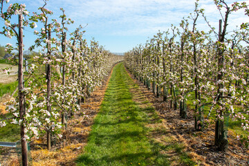 Fototapeta na wymiar Flowering apple trees in a modern low-stem orchard in the Betuwe, Netherlands