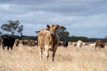 Murray grey and angus cattle grazing in summer.