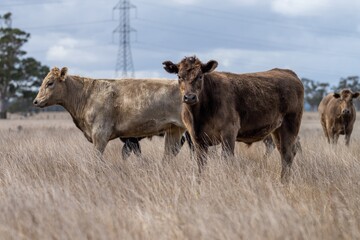 Murray grey and angus cattle grazing in summer.
