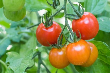 Bush of tasty colorful summer bio tomatoes at garden greenhouse. Delicious fresh and juicy...