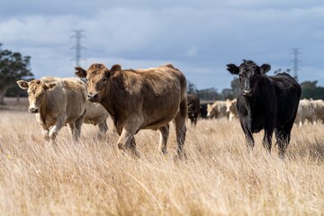 Murray grey and angus cattle grazing in summer.
