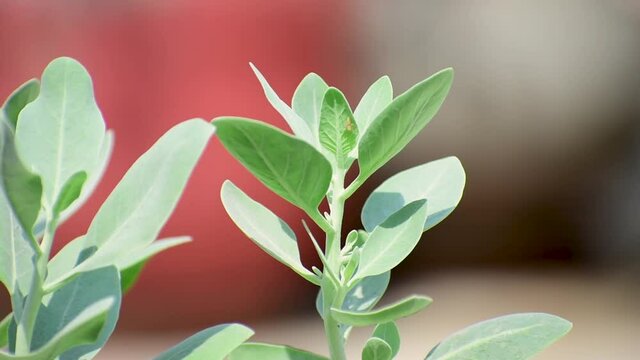 Withania somnifera  Ashwagandha plant Closeup 