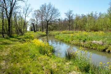 Small stream through a swamp forest in early spring in in the Linge valley, Netherlands