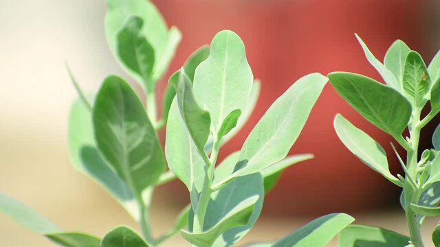 Withania somnifera  Ashwagandha plant Closeup 