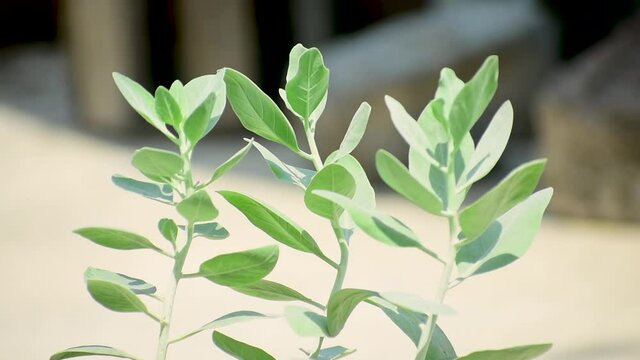 Withania somnifera  Ashwagandha plant Closeup 