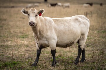 Murray grey and angus cattle grazing in Australia. 