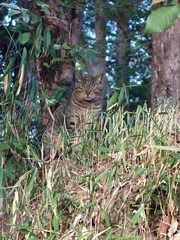 草むらの中のトラ猫