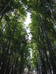 Fototapeta premium 京都嵐山の竹林