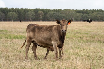 Murray grey and angus cattle grazing in Australia. 