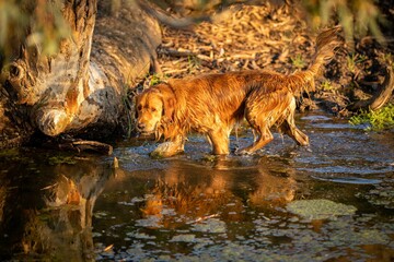 Farm dogs working in a paddock