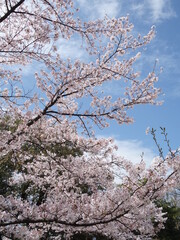 青空の下の桜の木