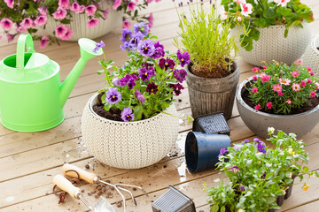 Fototapeta na wymiar gardening planting pansy, lavender flowers in flowerpot in garden on terrace