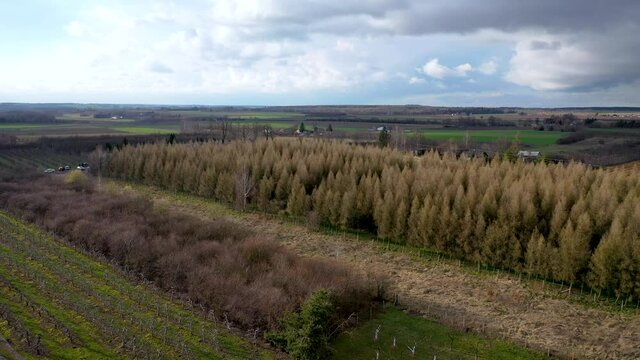 4k drone video of apple orchard in Rogow village in Brzeziny County, Lodzkie Voivodeship of Poland