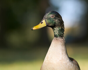 Close up portrait of a duck