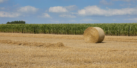 Fototapeta premium Hay bales in the field after crop in Summer