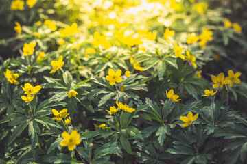 Beautiful yellow flowers in a spring forest.