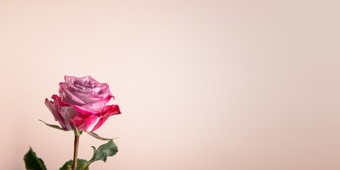 Single pink and red rose flower on an orange light background with copy space