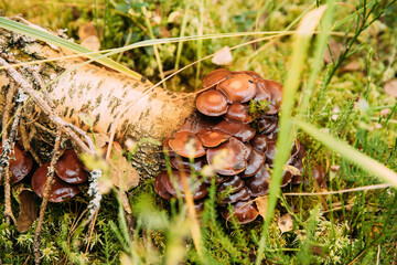 Hypholoma capnoides In Autumn Forest In Belarus. Hypholoma capnoides is an edible mushroom in the family Strophariaceae. Mushroom In Sunset Autumn Forest In Belarus