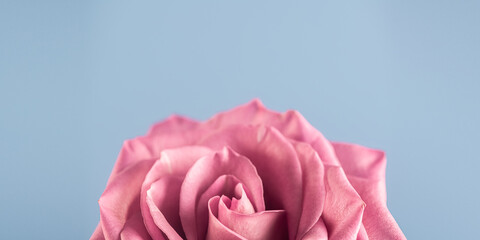 detail of a rose Moody Blue with a copy-space on the right of a rose Moody Blue with a copy-space all around