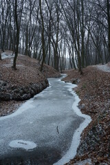 Forest Park Trees in winter