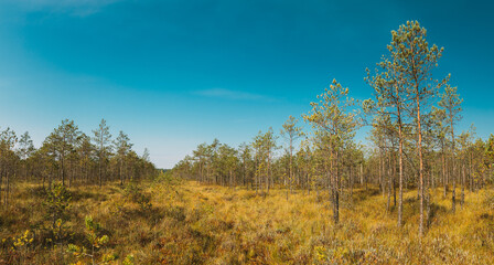 Fototapeta na wymiar Pine Tree Growing in the swamp. Nature Of Belarus