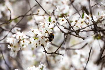 Bumblebees collecting nectar from white spring flowers in a city park. Made on a sunny day, blurry background.